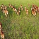 Deer Wild Animal Horse Nature Wildlife Green Roe Crowd Run - VideoHive Item for Sale