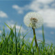 Dandelion - VideoHive Item for Sale