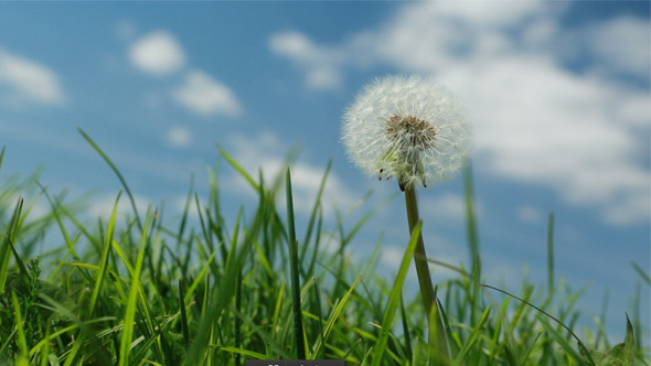 Dandelion and Wind