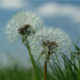 Two Dandelions - VideoHive Item for Sale