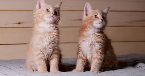 Two Funny Curious Young Red And White Maine Coon Kittens Cats At Home