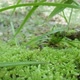 Moss - VideoHive Item for Sale