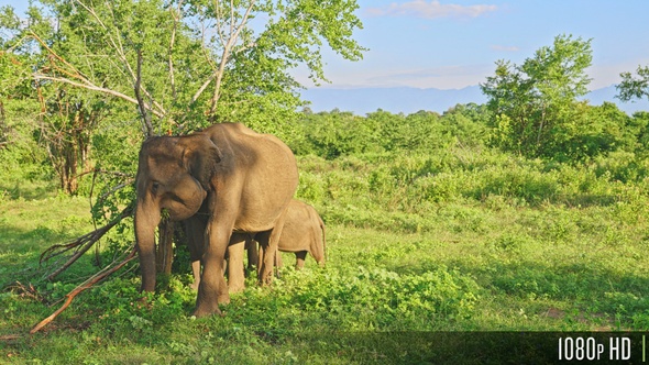 Mother and Baby Wild Elephant Grazing in Lush Green Nature Preserve in Sri Lanka