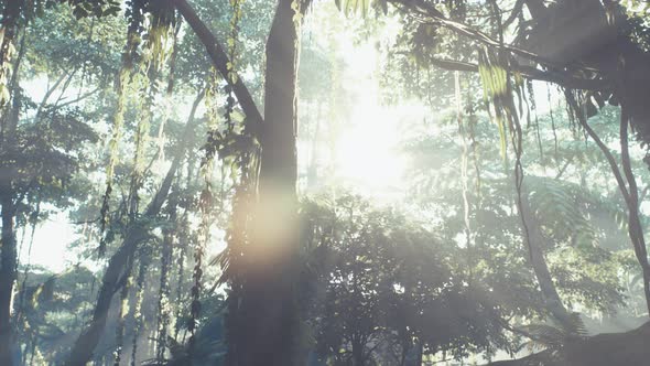 Misty Jungle Rainforest in Fog