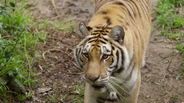 tiger walking toward camera along forest edge