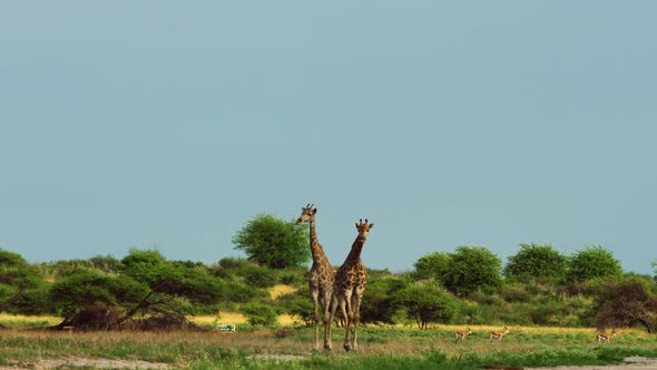 Walking Brown Giraffes On The Game Reserve And National Park Of Central Kalahari In Botswana, South