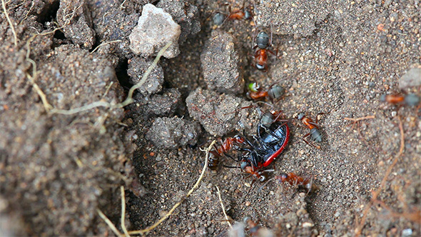 Ant Nest