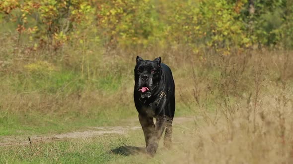 Slow Motion Black Cane Corso Dog Wears In Special Clothes Running In Park