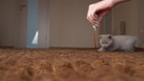 Scottish Gray Fluffy Cute Kitten Runs After the Ribbon to the Camera in Slow Mo