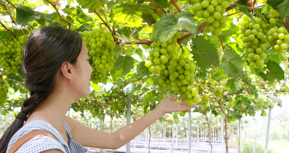 Woman picking green grape in the farm