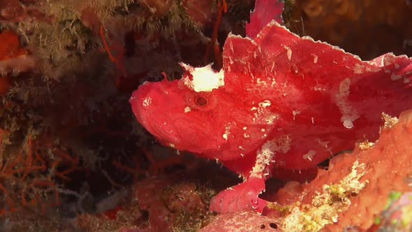 pink Leaf scorpionfish on coral reef in the Maldives.