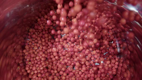 SLOW MOTION ZOOM OUT, Rowanberries are poured into a shiny saucepan