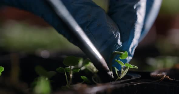 Agriculture Farmer Transplants Seedlings of Microgreens in the Greenhouse  60p Prores