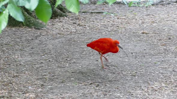 Scarlet Ibis