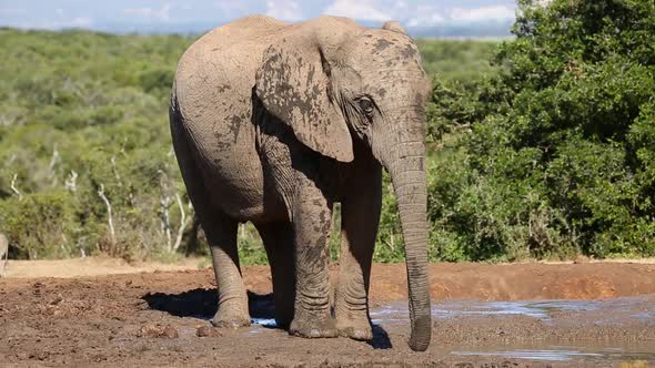 African Elephant Drinking Water - Addo Elephant National Park