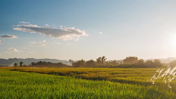 Time lapse: sunset clear sky over yellow green rice paddies in Luang Namtha, North Laos