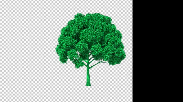 Green Growing Tree