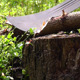 Chopping Wood With Machete In Forest - VideoHive Item for Sale