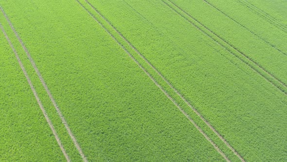 Crop of wheat by early spring 4K aerial footage