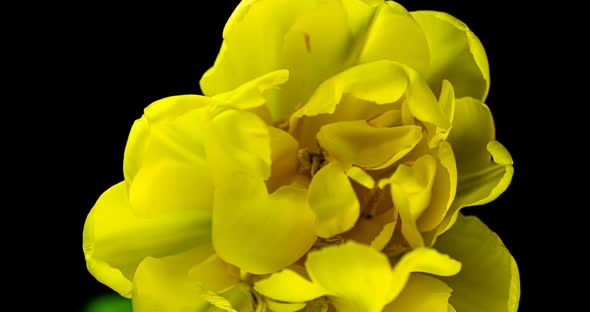 Yellow Tulip Opening Time Lapse on Black Background, Alpha Channel. Macro Shooting. on Black