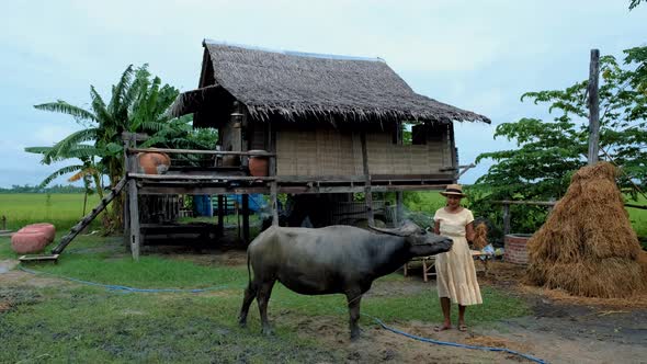 Home Stay Farm Between Green Paddy Field in Thailand Beautiful Farm with Green Rice Field