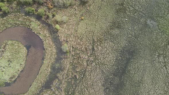 Animals in field and small pond downward angle