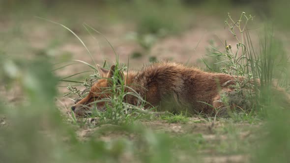 Wild fox hiding in grass and sleeping on windy day, distance view