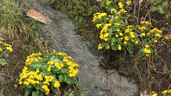 Water Flowing In A Small Stream With Flowers 12