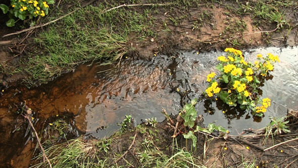 Water Flowing In A Small Stream With Flowers 15