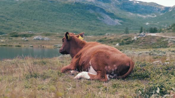 Brown Cow With Ear Tags Resting On The Autumnal Valley Beside The Calm River In Hydalen, Hemsedal, N