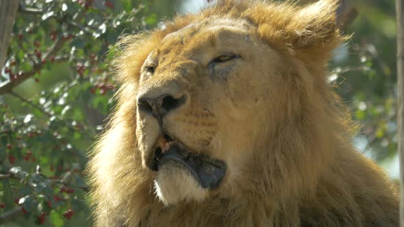 Close up of a lion with open mouth