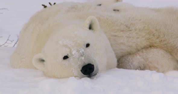 Close up of Polar Bear sow's face resting and then falls asleep