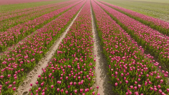 Pink Tulips field in The Netherlands