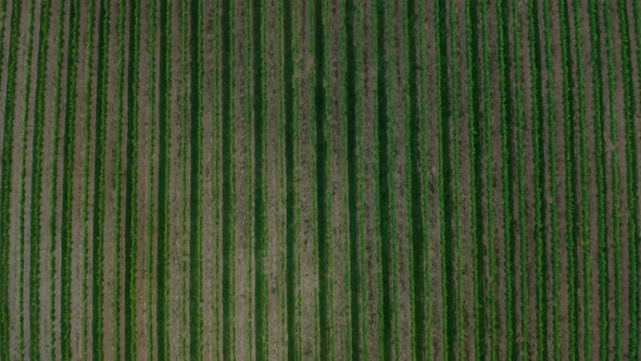 Flying over a french vineyard.