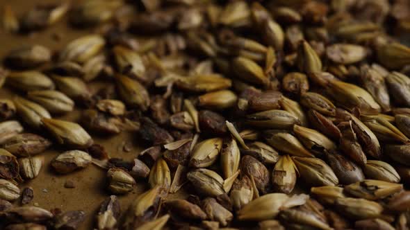 Rotating shot of barley and other beer brewing ingredients