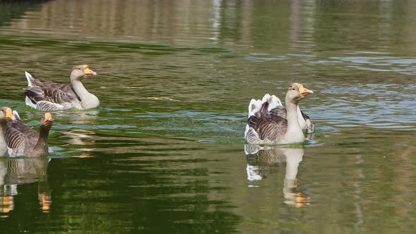 Duck In A Green Lake 14