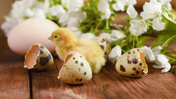 small yellow chickens on a wooden background and against a background of chicken and quail eggs