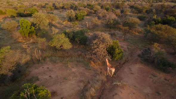 drone flight over wild giraffes in a bush field in the african savannah in late afternoon