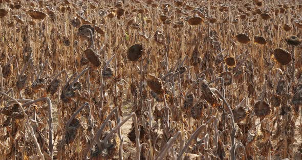 Global warming. Burned sunflowers,Loiret,  France