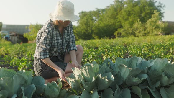 Woman agronomist inspects the growth of cabbage in a farm field