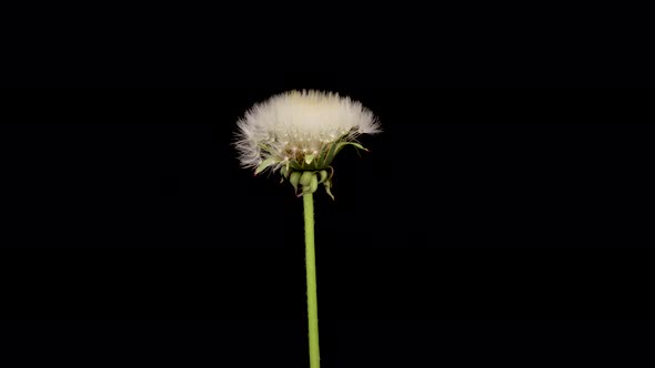 Time Lapse of Dandelion Opening Against a Black Background