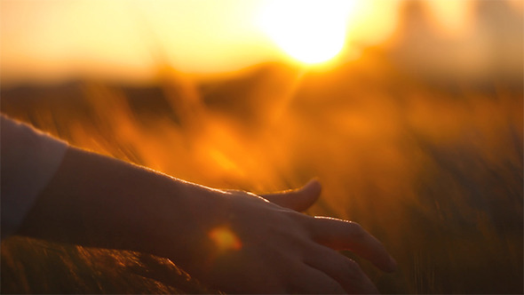 Hands on Ceral Field 3 alt