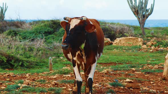 Wild brown cow with cactus stuck on neck at Curacao north coast, SLOW MOTION