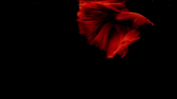 Red Siamese Fighting Fish Betta Splendens 04