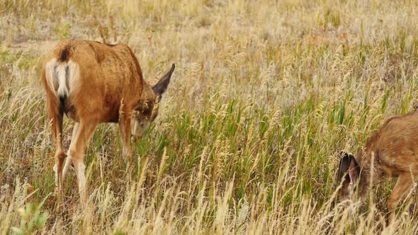 Two white-tailed deer grazing in a field