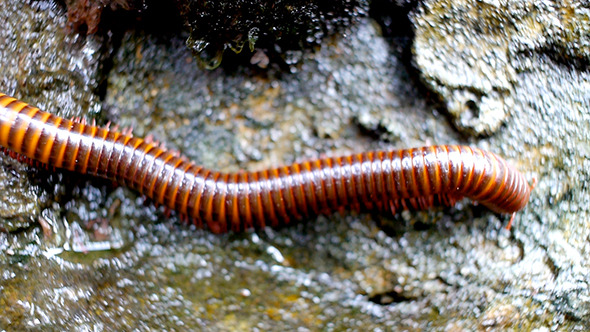 Centipede Crawling on the Rock