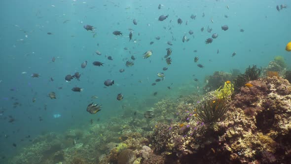 Coral Reef with Fish Underwater. Camiguin, Philippines