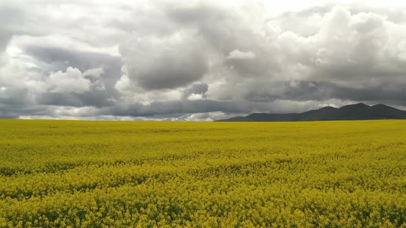 Rapeseed Plantations Under Cloudy Sky 1