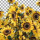 Sunflower Transition - VideoHive Item for Sale