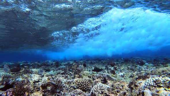 Tropical Sea Waves